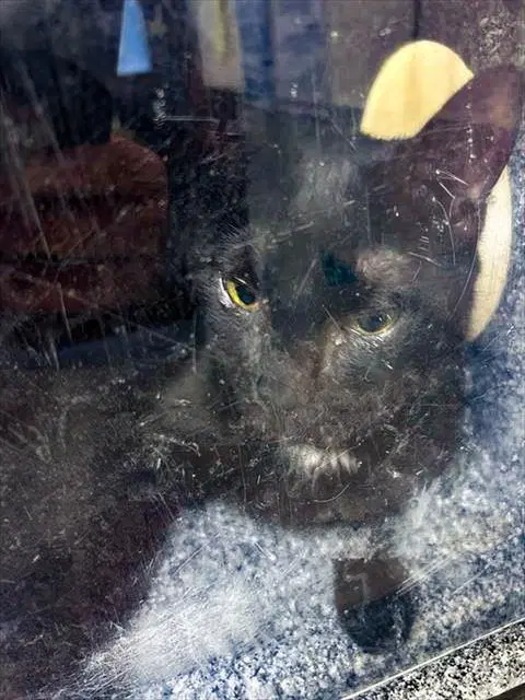 Seia - Domestic Short Hair
