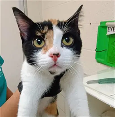 Apple Cider - Domestic Short Hair