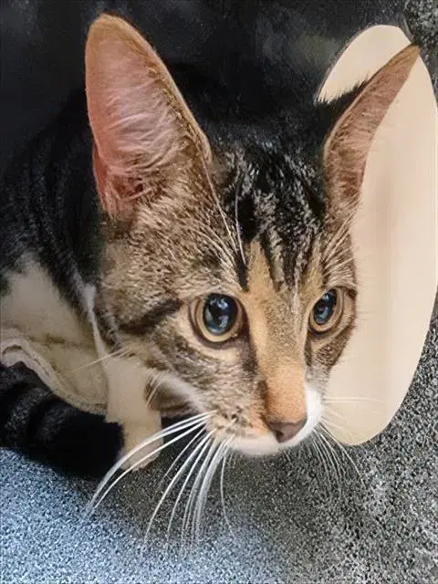 Pot Pie - Domestic Short Hair