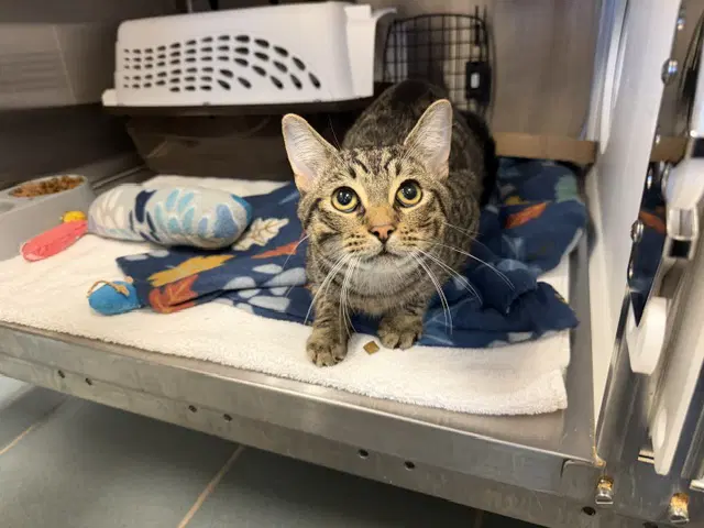 Fredrick - Domestic Short Hair