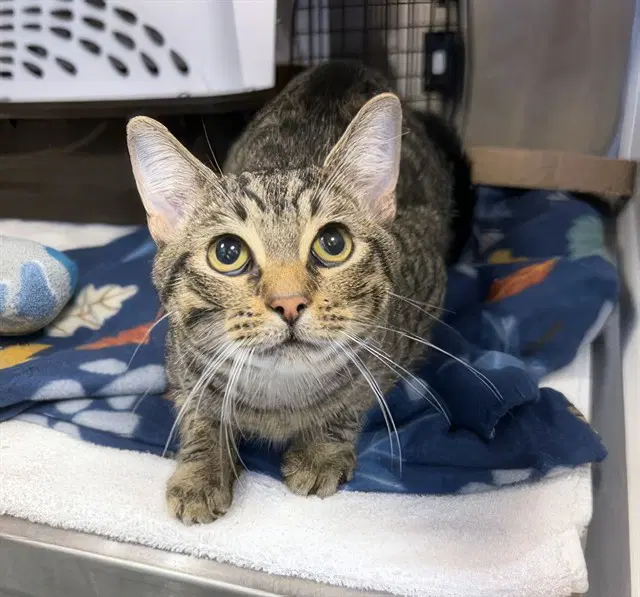 Fredrick - Domestic Short Hair
