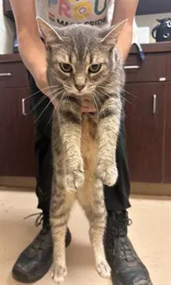 Christine - Domestic Short Hair