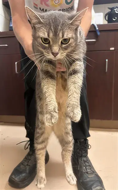 Christine - Domestic Short Hair