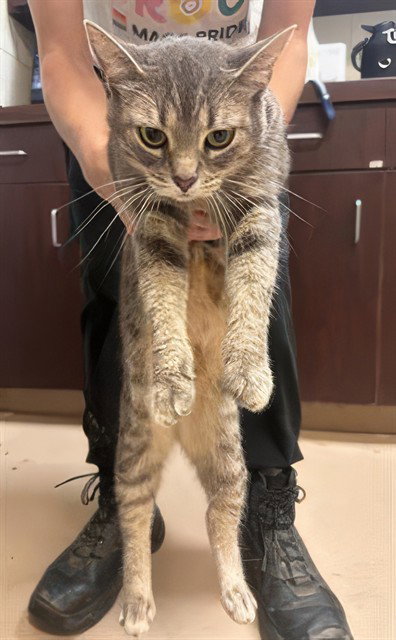 CHRISTINE, a cat for adoption from Metro Animal Care and Control