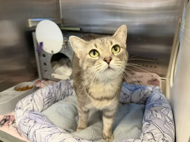 Christine - Domestic Short Hair