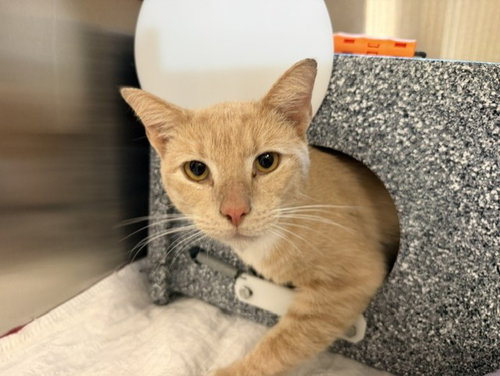 BUTTERNUT, a cat for adoption from Metro Animal Care and Control