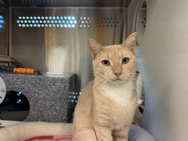 Butternut - Domestic Short Hair