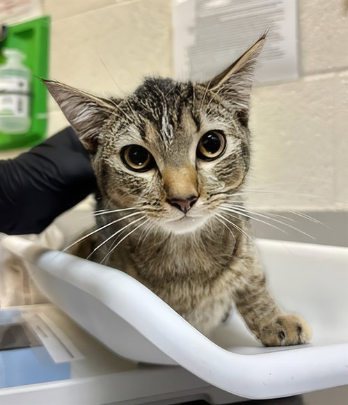 TOPPER, a cat for adoption from Metro Animal Care and Control