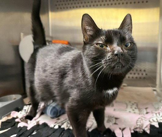 Seia, Domestic Short Hair