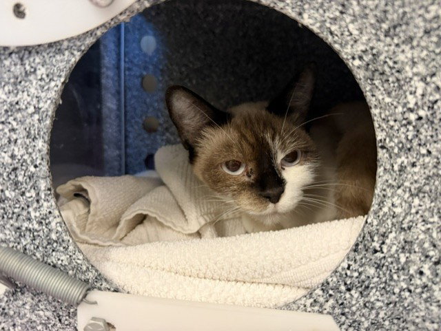 Amber, Domestic Short Hair