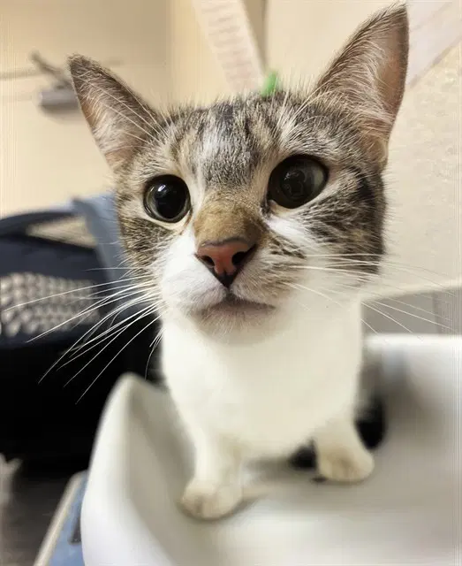 Opal - Domestic Short Hair