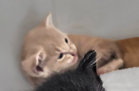 Simon, Domestic Short Hair
