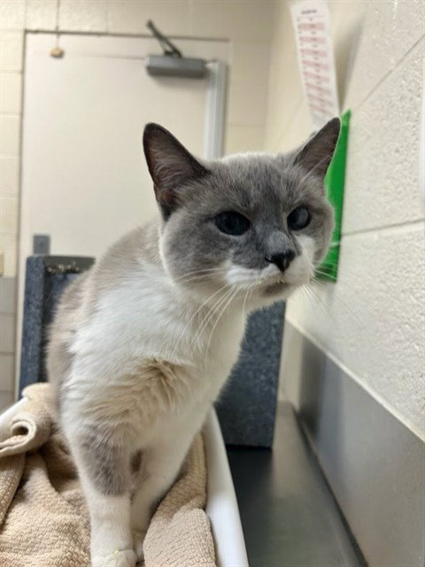 Cassandra, Domestic Medium Hair