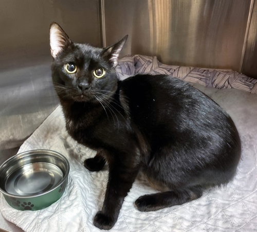 ZORRO, a cat for adoption from Metro Animal Care and Control