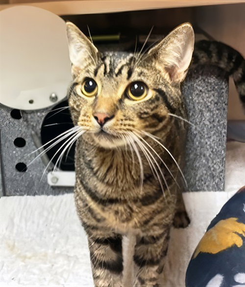 SPARK PLUG, a cat for adoption from Metro Animal Care and Control
