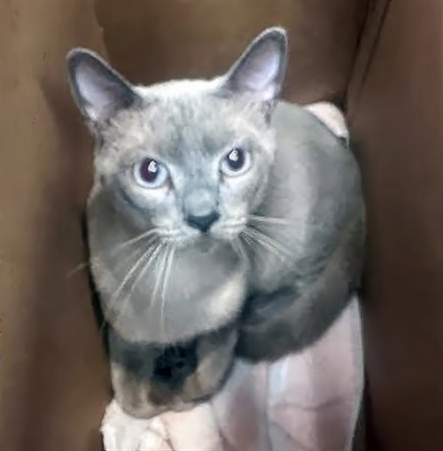SHOCK, a cat for adoption from Metro Animal Care and Control