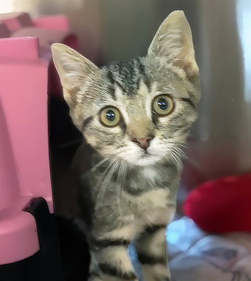 PRIMROSE, a cat for adoption from Metro Animal Care and Control
