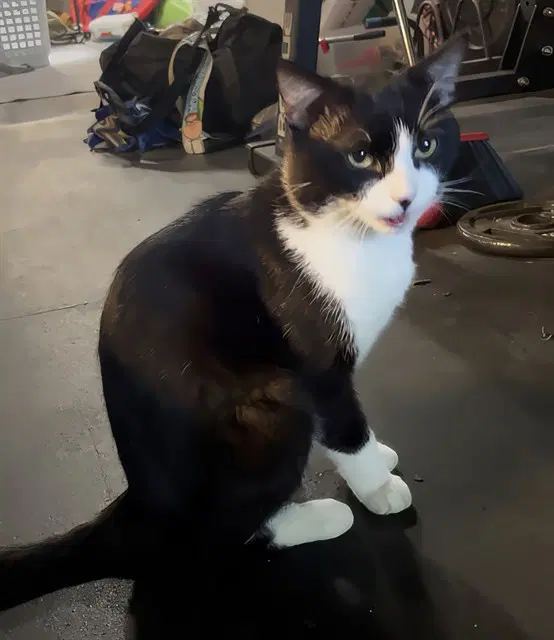 Sylvester - Domestic Short Hair