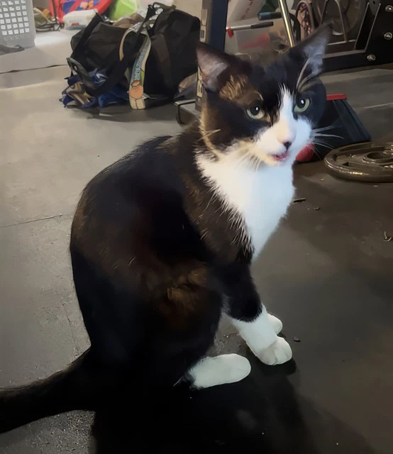 Sylvester