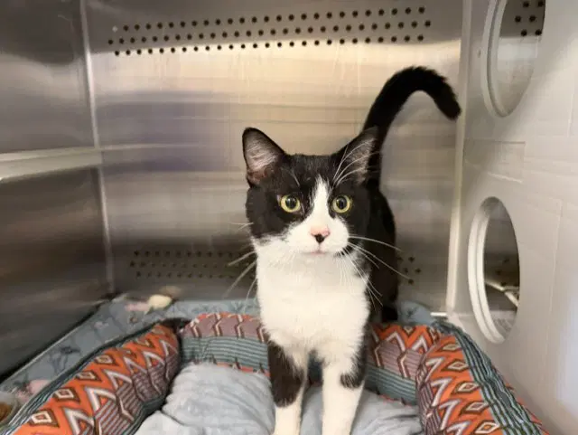Sylvester - Domestic Short Hair