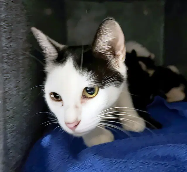 Beatrice - Domestic Short Hair
