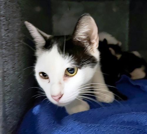 BEATRICE, a cat for adoption from Metro Animal Care and Control