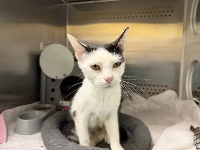 Beatrice - Domestic Short Hair