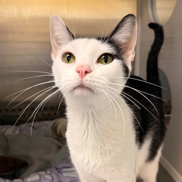 Beatrice - Domestic Short Hair