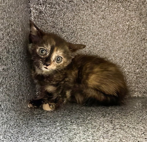 FRIDA CLAWLO, a cat for adoption from Metro Animal Care and Control