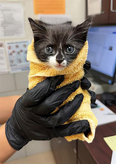 PABLO PICATSO, a cat for adoption from Metro Animal Care and Control