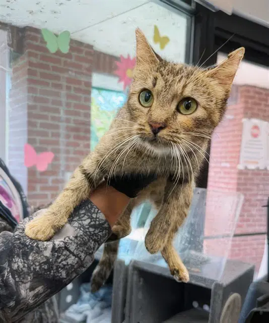 Breezy - Domestic Short Hair