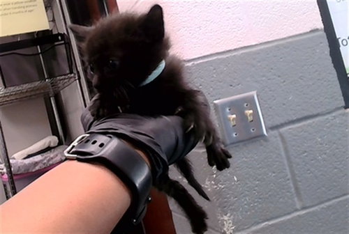KENNY, a cat for adoption from Metro Animal Care and Control