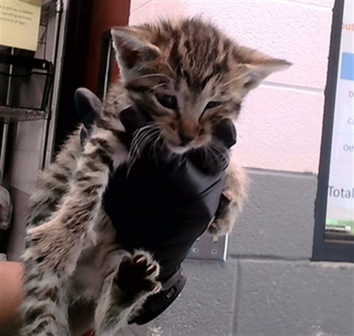 DOLLY, a cat for adoption from Metro Animal Care and Control