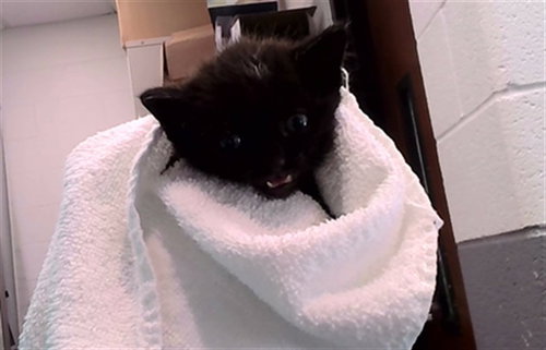 JOLENE, a cat for adoption from Metro Animal Care and Control