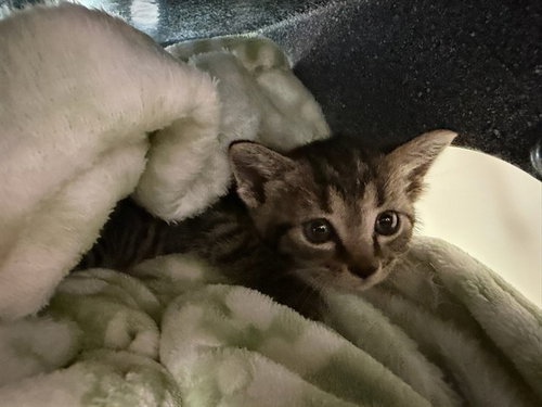 SMOKIE, a cat for adoption from Metro Animal Care and Control