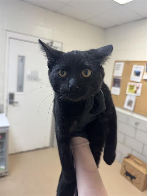 ROOK, a cat for adoption from Metro Animal Care and Control
