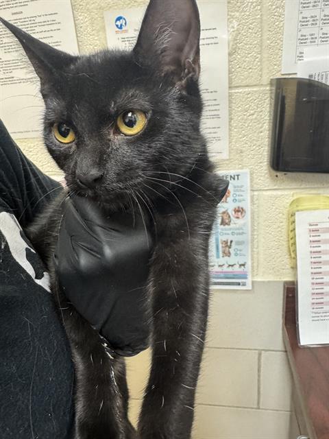 RAVEN, a cat for adoption from Metro Animal Care and Control
