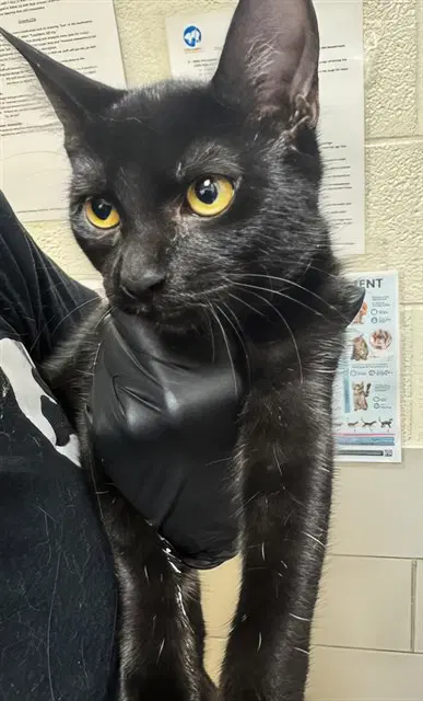 Raven - Domestic Short Hair