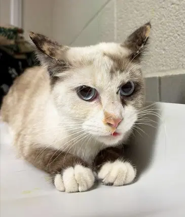Elvira - Domestic Short Hair