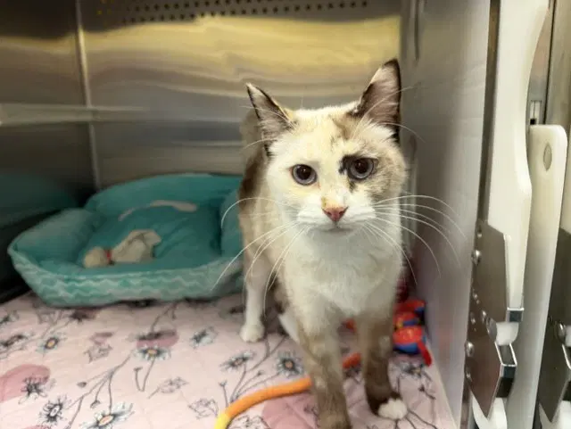Elvira - Domestic Short Hair