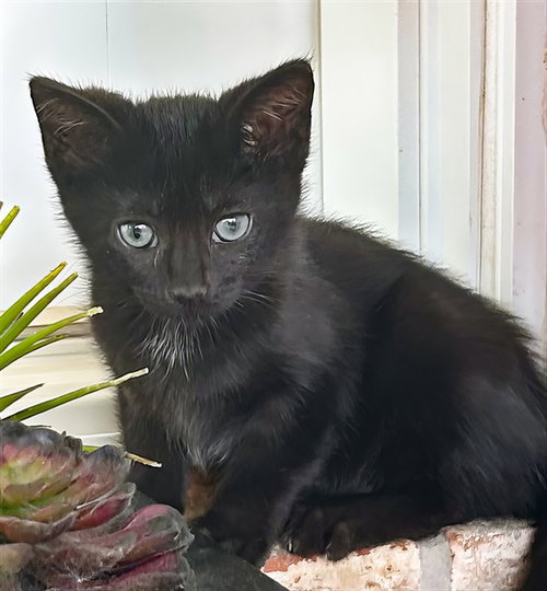 LUCY, a cat for adoption from Metro Animal Care and Control