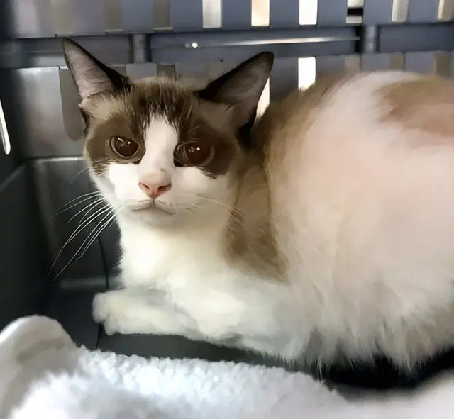 Shyla - Snowshoe