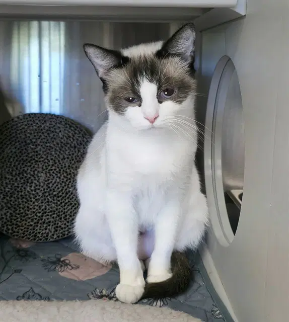 Shyla - Snowshoe