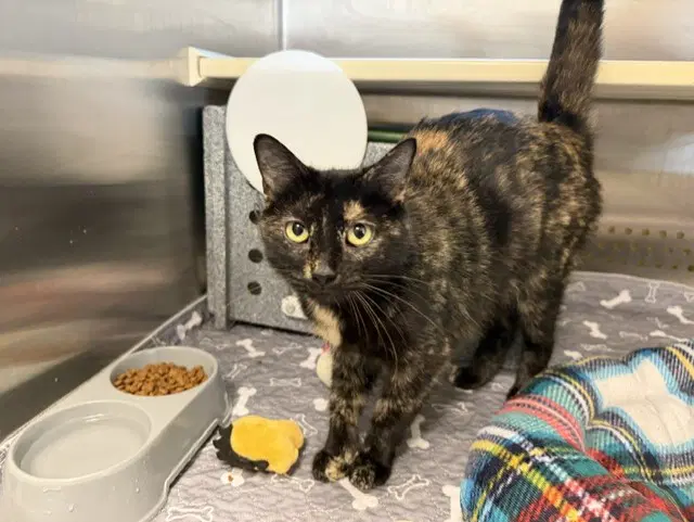 Wanda - Domestic Short Hair