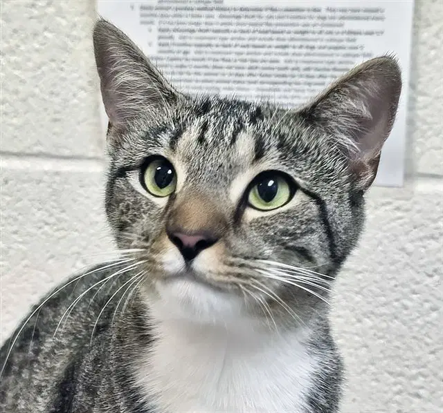 Unknown - Domestic Short Hair