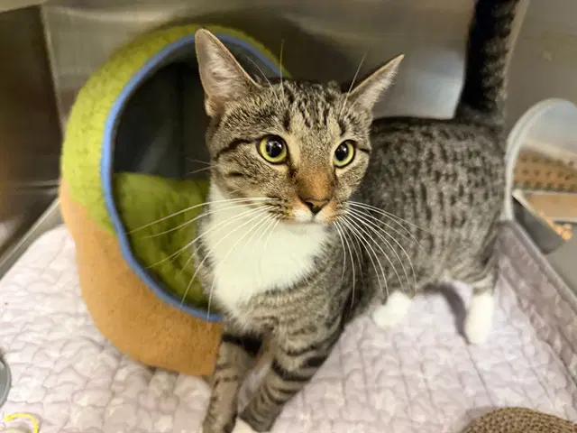 Unknown - Domestic Short Hair
