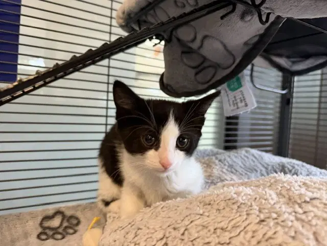 Zoey - Domestic Short Hair