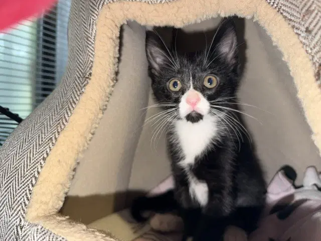 Mira - Domestic Short Hair