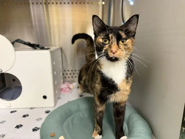 Hazel - Domestic Short Hair