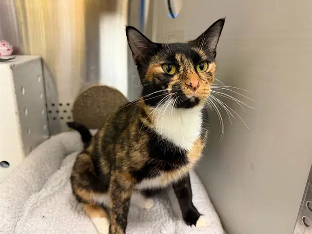 Hazel - Domestic Short Hair